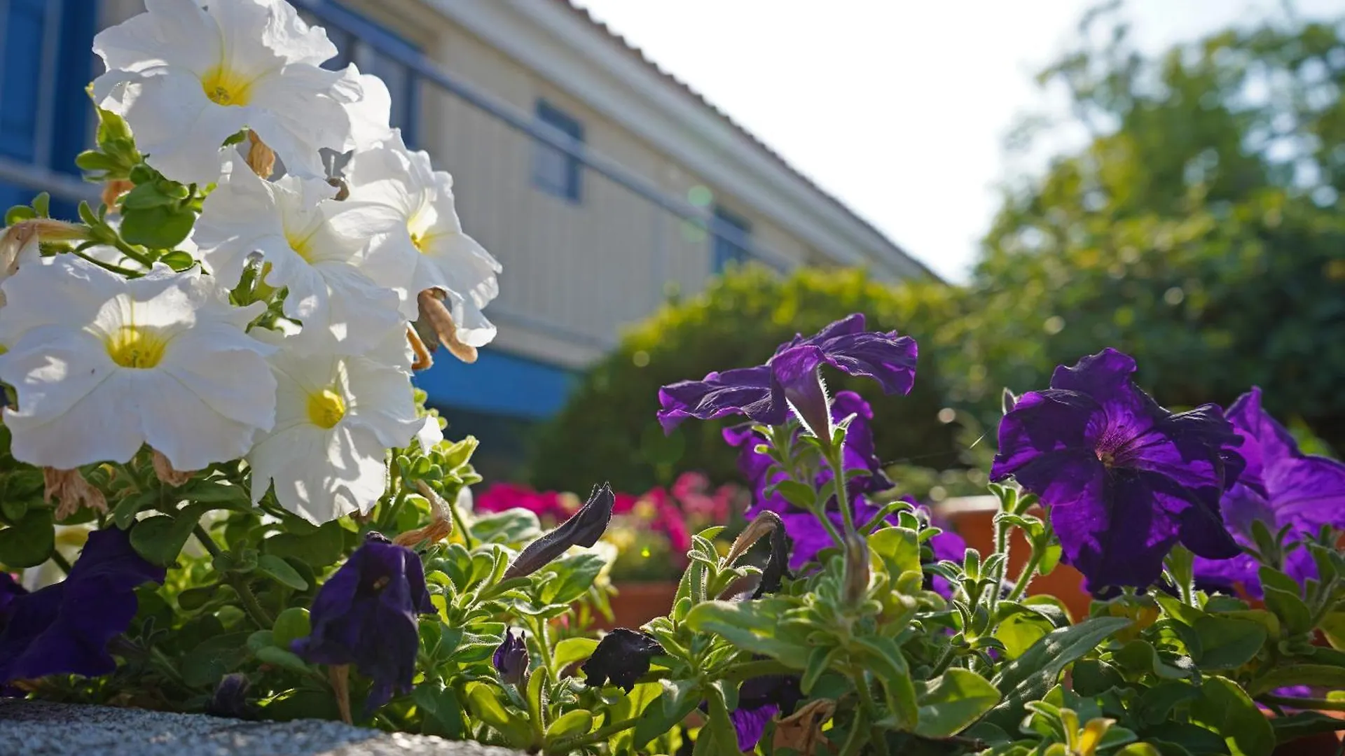 Green Bungalows Hotel Apartments Ayia Napa Aparthotel
