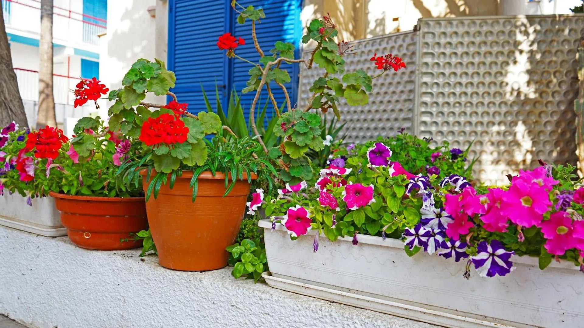 *** Aparthotel Green Bungalows Hotel Apartments Ayia Napa Cyprus